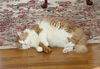 Marmalade - Photo 5