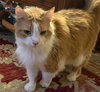 Marmalade - Photo 6