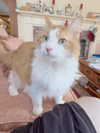 Marmalade - Photo 2