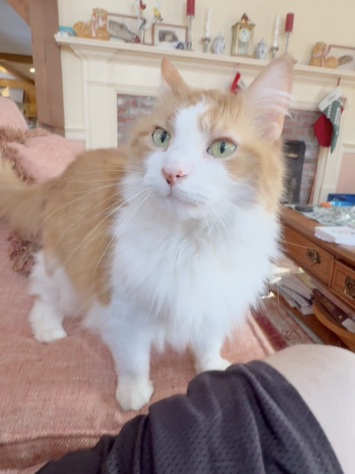 MARMALADE - Domestic Medium Hair available for adoption