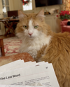 Marmalade - Photo 3