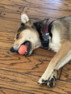 Tori - Photo 6