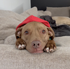 Bosun - Photo 3