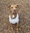 Bosun - Photo 8