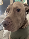 Bosun - Photo 10
