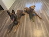 Bosun - Photo 11
