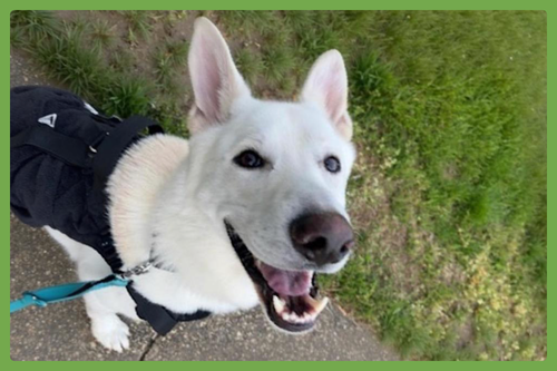 WOLFE - German Shepherd Dog available for adoption
