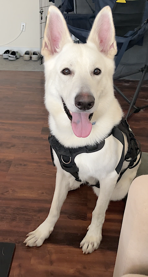WOLFE - German Shepherd Dog available for adoption