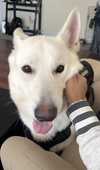 Wolfe - Photo 3
