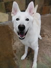 Wolfe - Photo 5