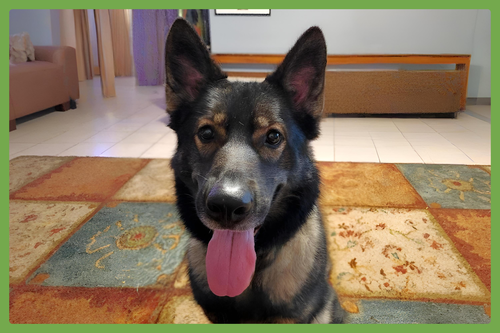 JUNO - German Shepherd Dog / Siberian Husky available for adoption