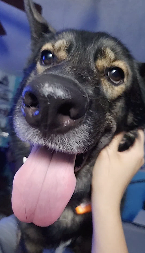 JUNO - German Shepherd Dog / Siberian Husky available for adoption