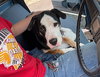 Diesel - Photo 4
