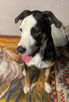 Diesel - Photo 7