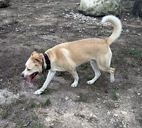 Doggert — thumbnail 8