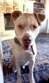 Doggert - Photo 4