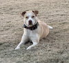 Doggert - Photo 5