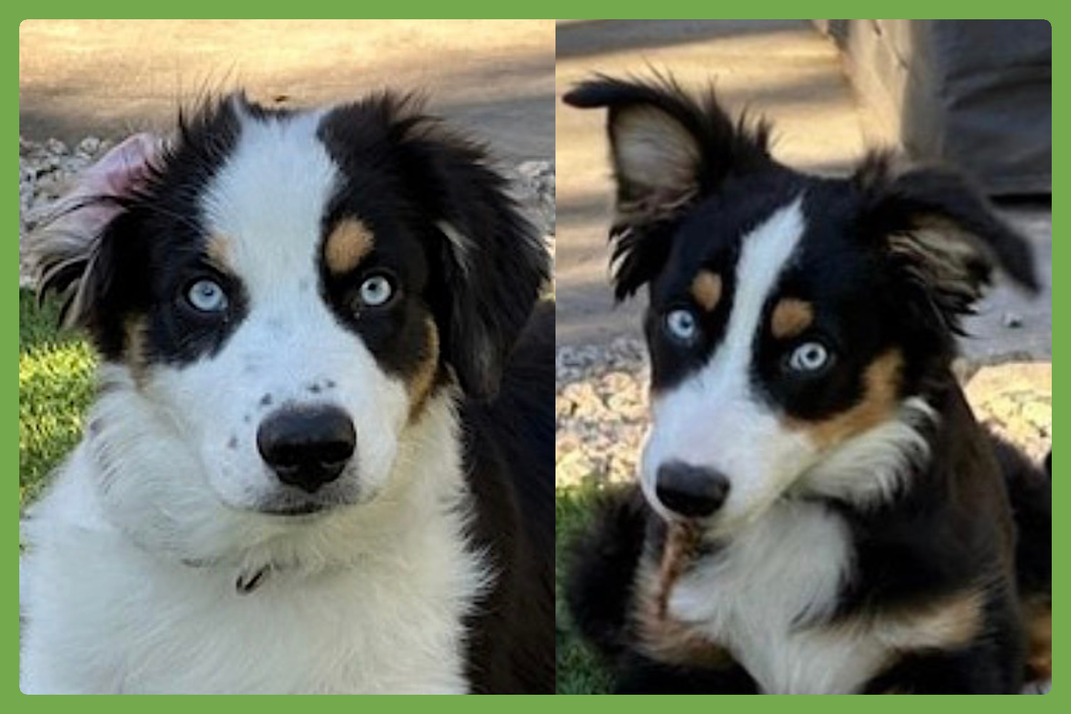 Bodhi and Skye Image