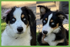 Bodhi and Skye - Photo 1