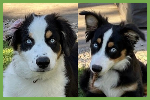BODHI AND SKYE - Australian Shepherd available for adoption