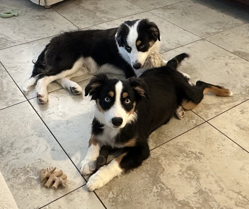 BODHI AND SKYE - Australian Shepherd available for adoption