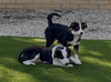 Bodhi and Skye - Photo 3