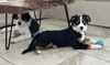 Bodhi and Skye - Photo 4