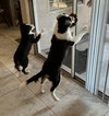 Bodhi and Skye - Photo 5