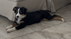 Bodhi and Skye - Photo 7