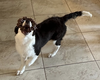 Bodhi and Skye - Photo 8
