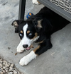Bodhi and Skye - Photo 9