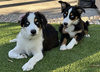 Bodhi and Skye - Photo 10
