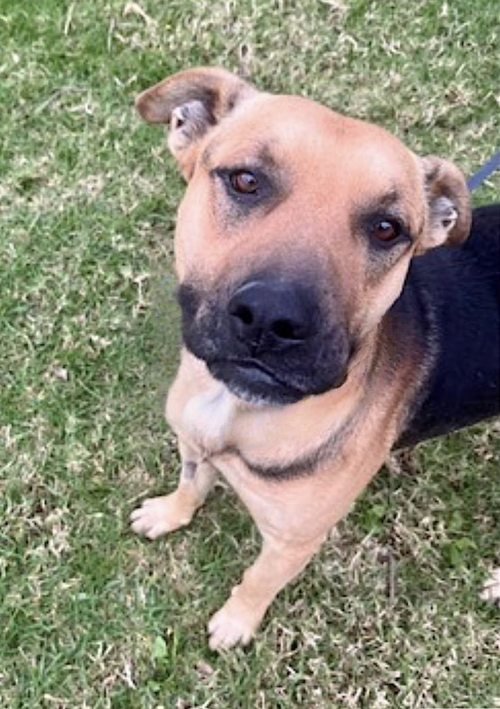 NEGRO - German Shepherd Dog / American Pit Bull Terrier available for adoption