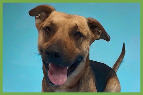 NEGRO - German Shepherd Dog / American Pit Bull Terrier available for adoption