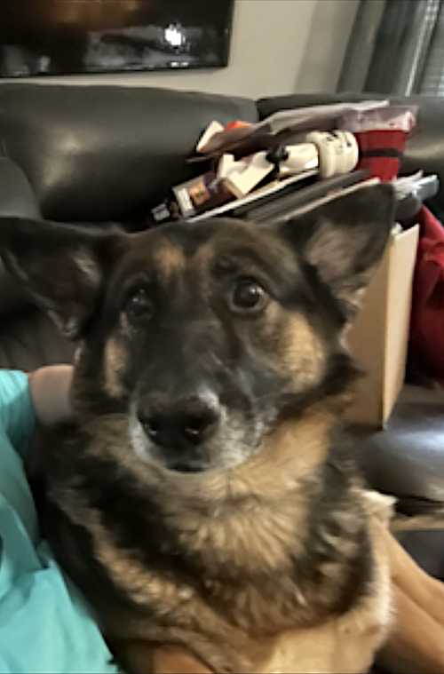 SWEETZ - German Shepherd Dog available for adoption