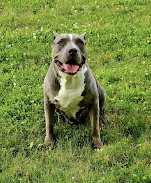 NEELA - American Pit Bull Terrier available for adoption