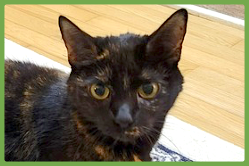Rosie, an adoptable Domestic Short Hair in Amherst, MA