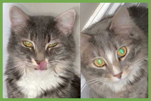 Pepper and Salt, Adult Domestic Long Hair (long coat), cat for adoption in Westfield, Massachusetts