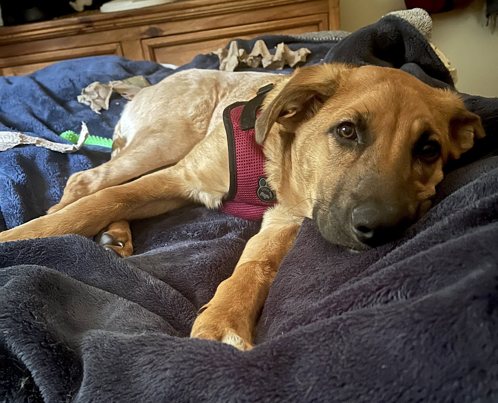 Gracie, photo 5