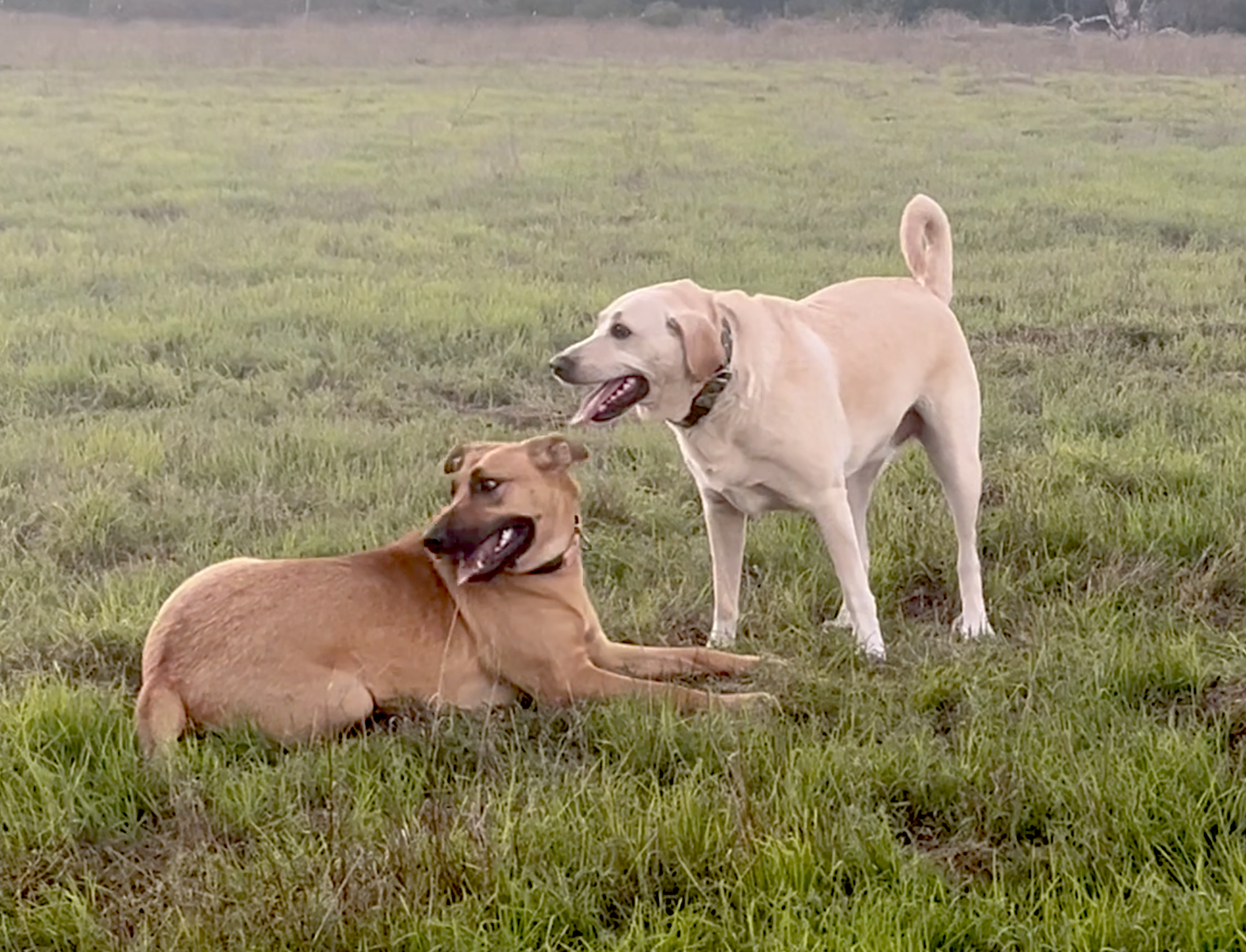 Gracie, photo 3