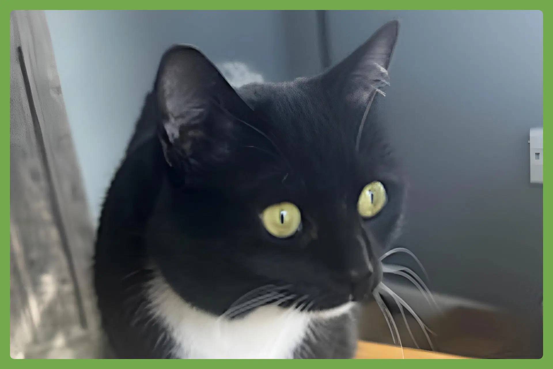 Mew - Domestic Short Hair