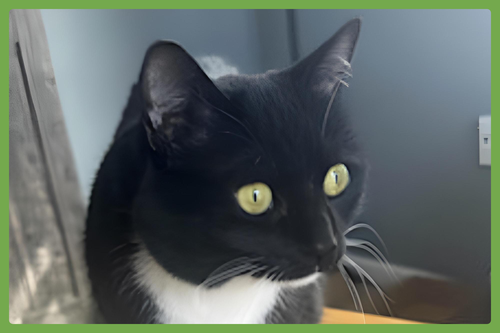 Mew, Adult Domestic Short Hair (short coat), cat for adoption in Westfield, Massachusetts