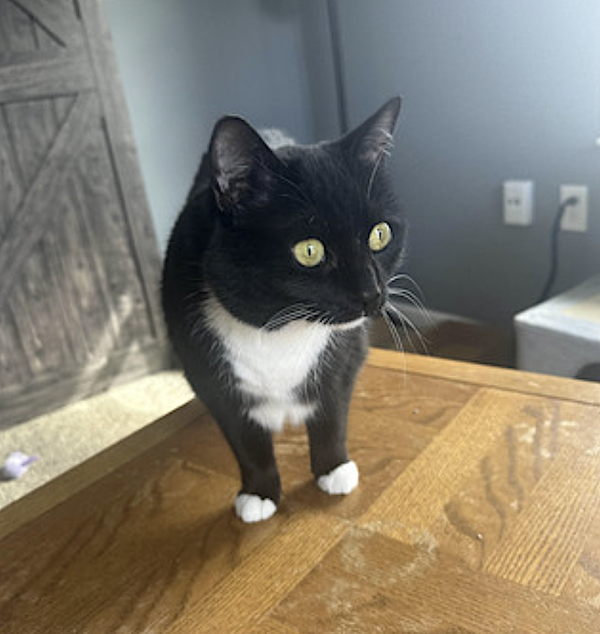 Mew