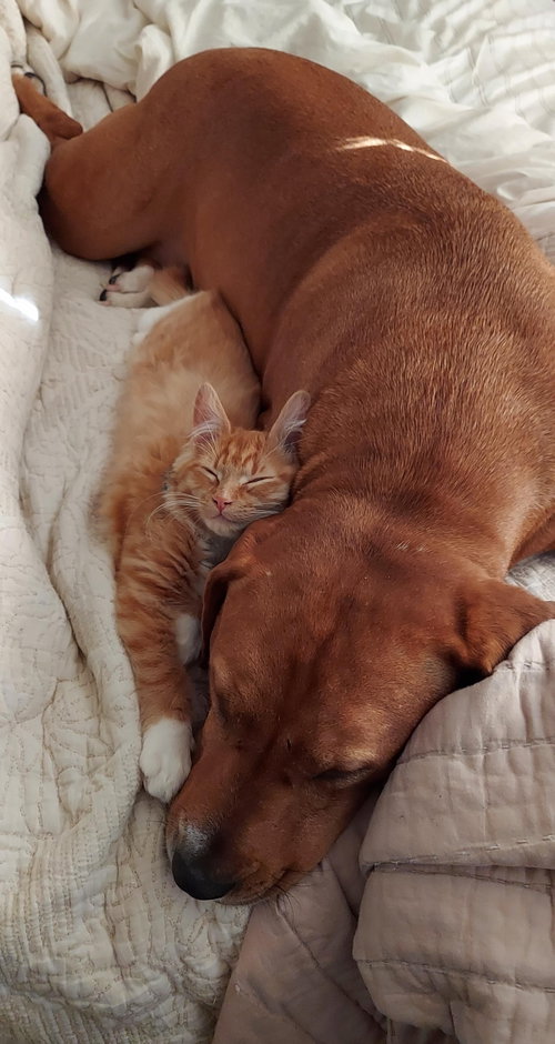Nala — thumbnail 3