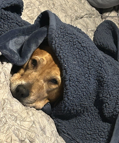 Nala — thumbnail 9