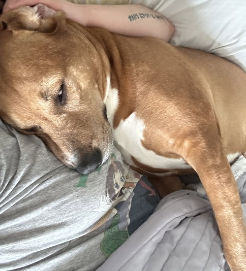 Nala — thumbnail 10