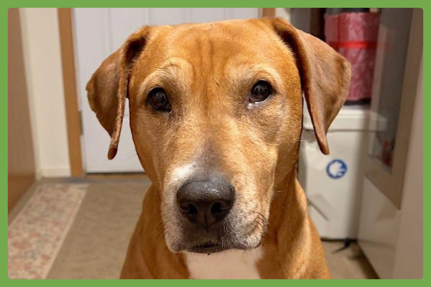 Nala Image