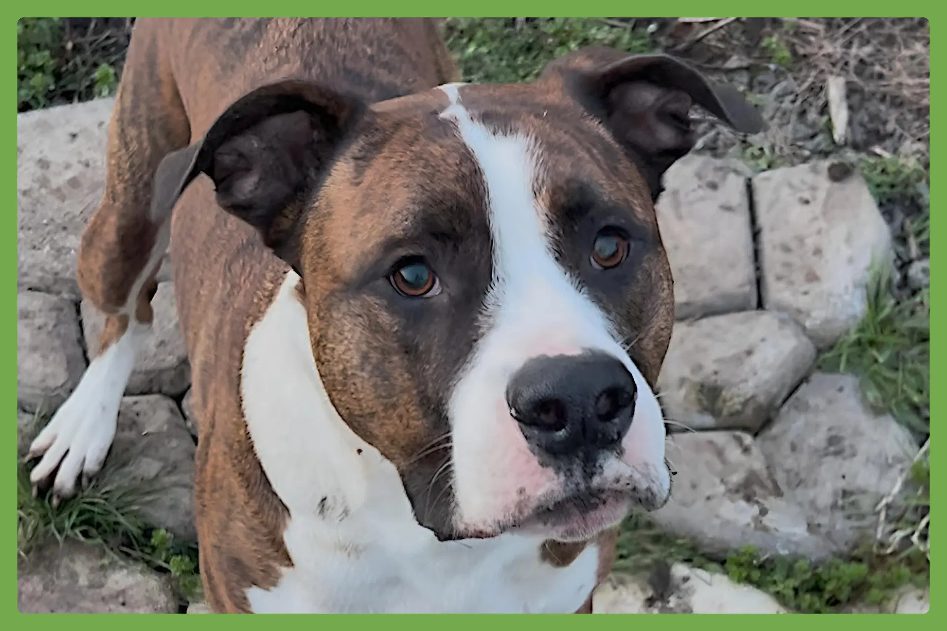 Yuli - Boxer