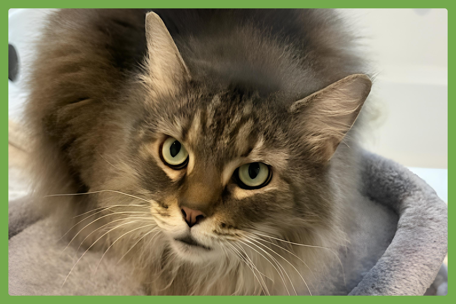 Cassie Image