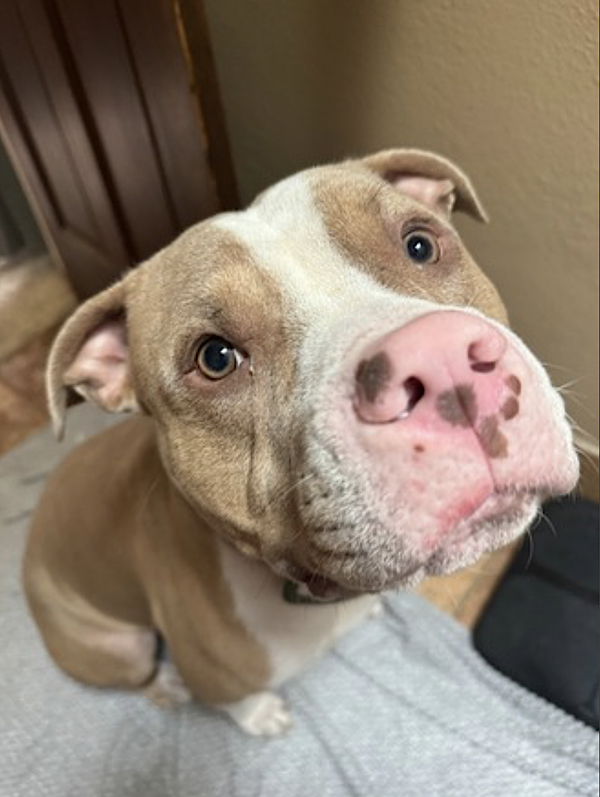 Maximus